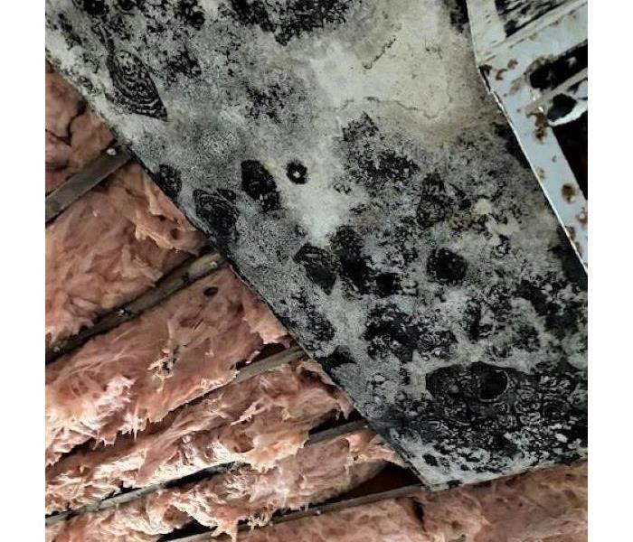 ceiling of a building covered in black mold